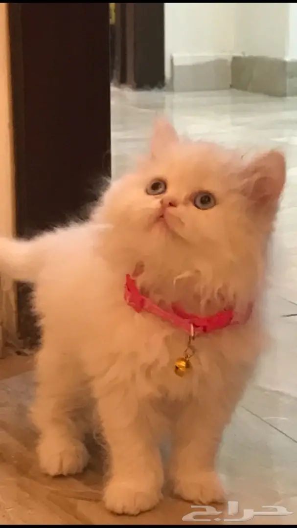 قطة شيرازي جميلة للبيع 
