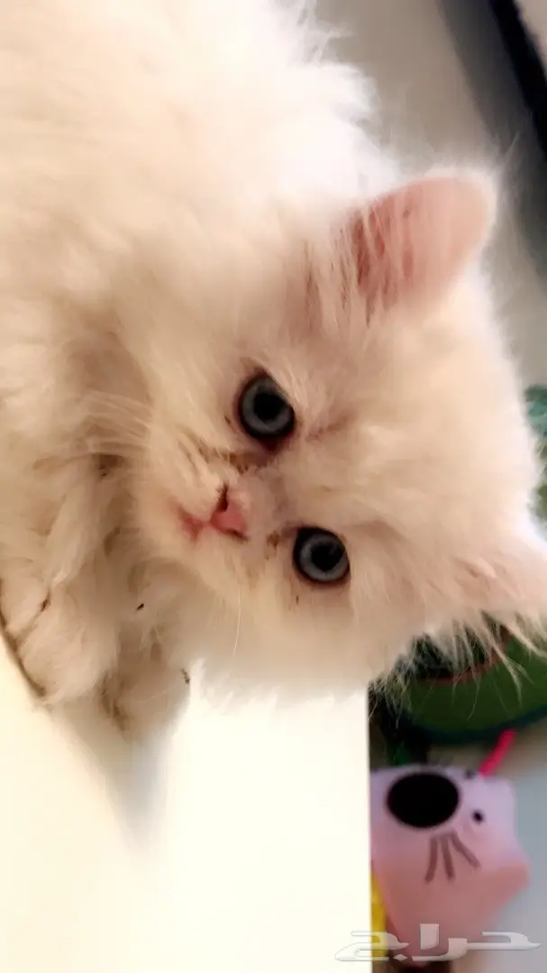 قطة شيرازي جميلة للبيع  (image 2)