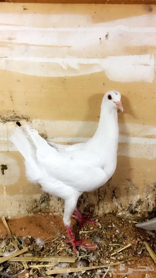 انث مالتيز بيضاء