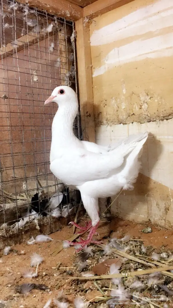 انث مالتيز بيضاء (image 1)