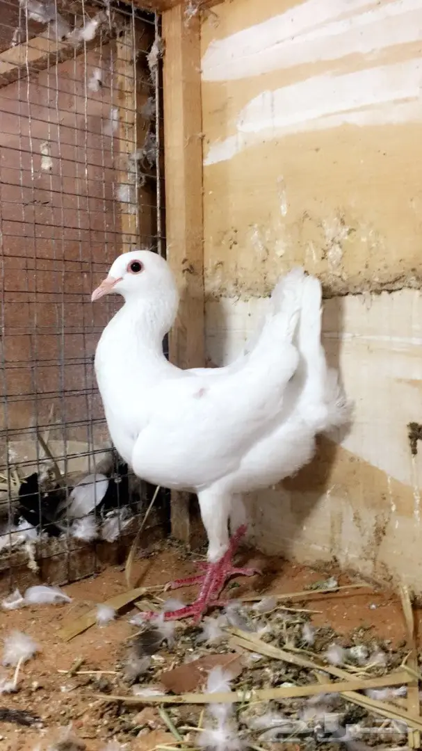 انث مالتيز بيضاء (image 2)