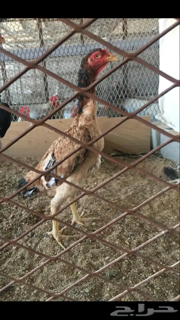 دجاجه مكس شامو مع بلجيكي 