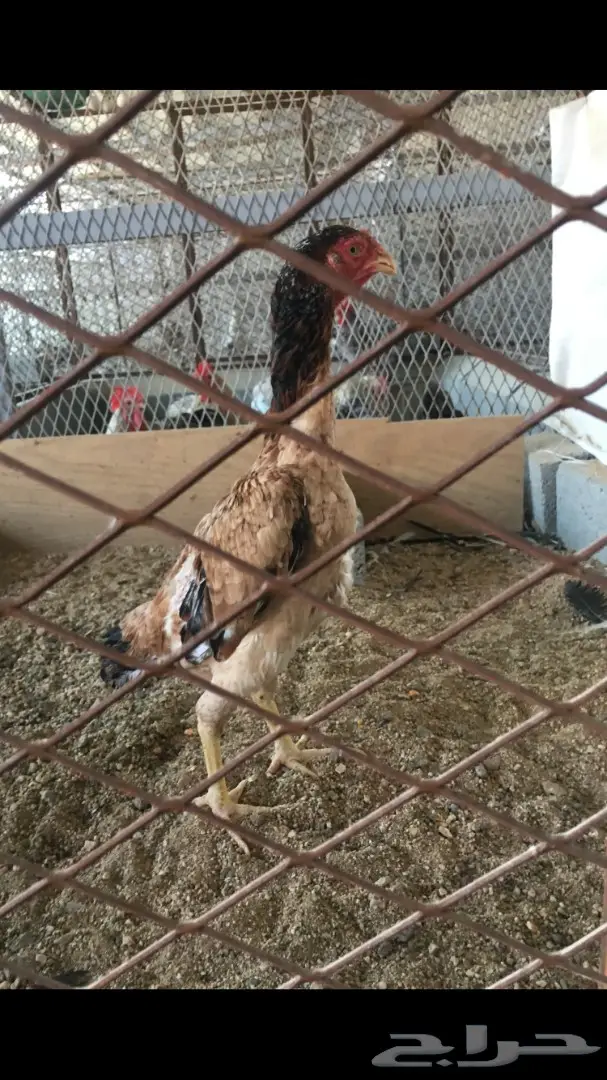 دجاجه مكس شامو مع بلجيكي  (image 1)