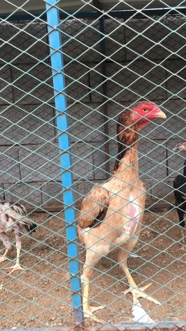 دجاجه مكس شامو مع بلجيكي  (image 2)