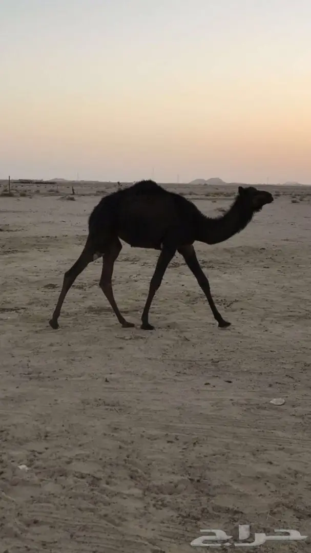 للبيع بكار قصب. الجمش _ الدوادمي 