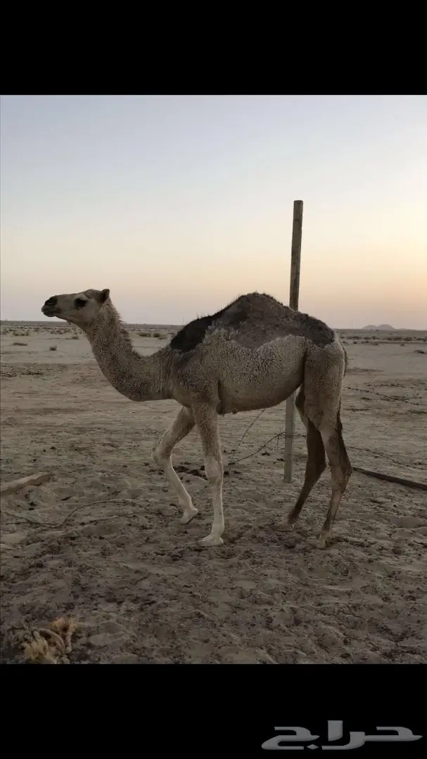 قصب جارى الجمش – الدوادمي للبيع (image 1)