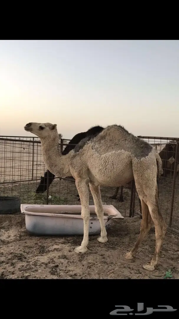 قصب جارى الجمش – الدوادمي للبيع (image 3)