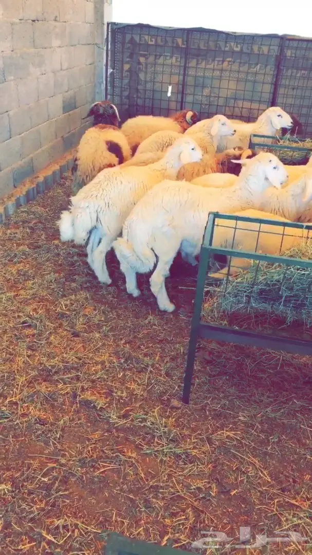 طليان راهية ومقفله شحم 