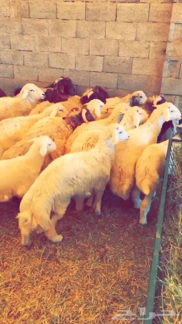 طليان راهية ومقفله شحم  (image 1)