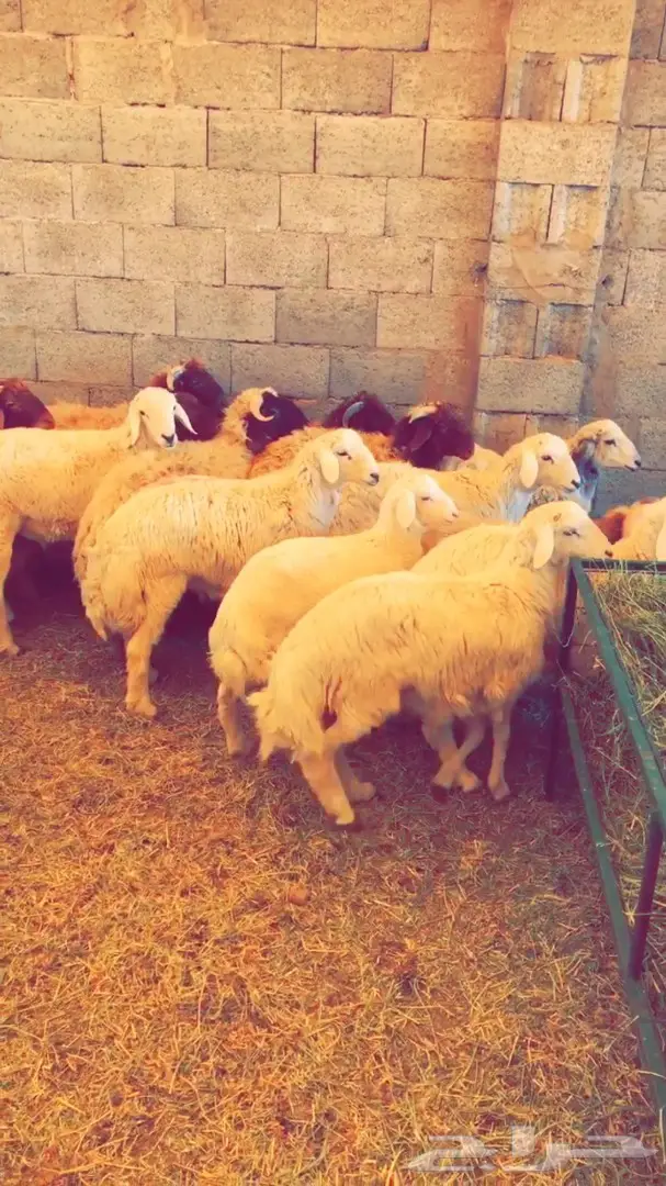 طليان راهية ومقفله شحم  (image 2)