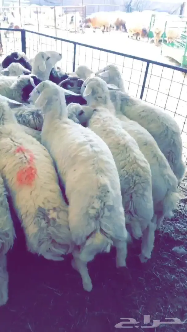 طليان راهية ومقفله شحم  (image 3)