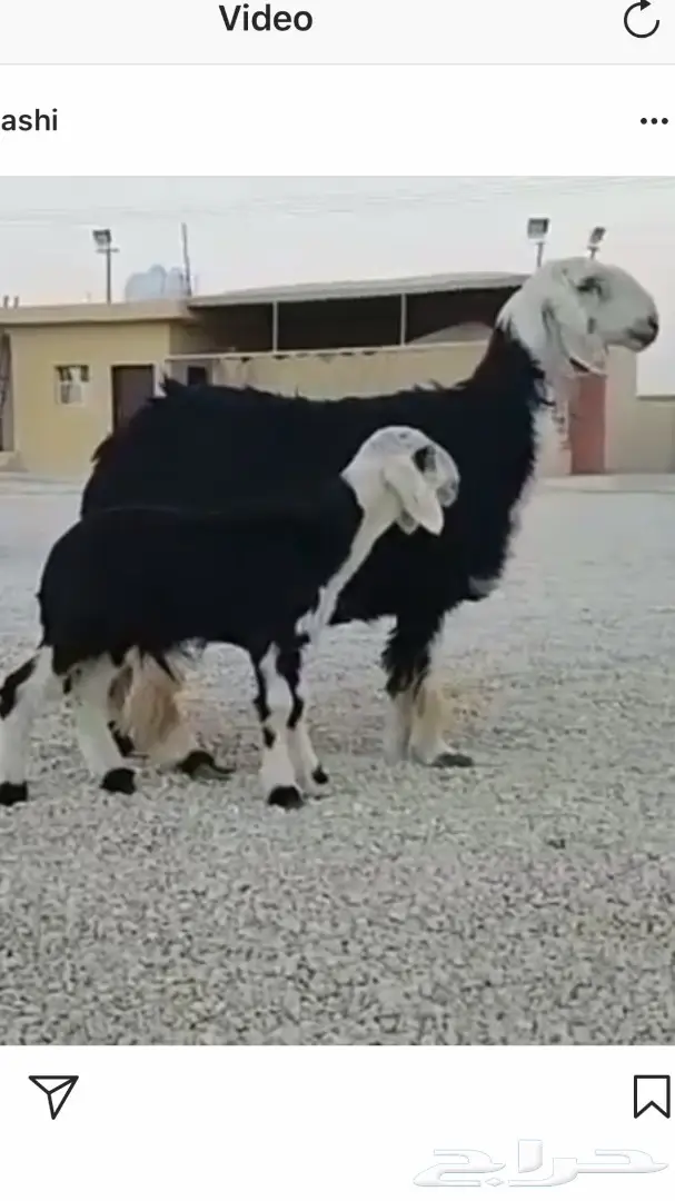 رخل نجديه متبع بطلي صنف للبيع