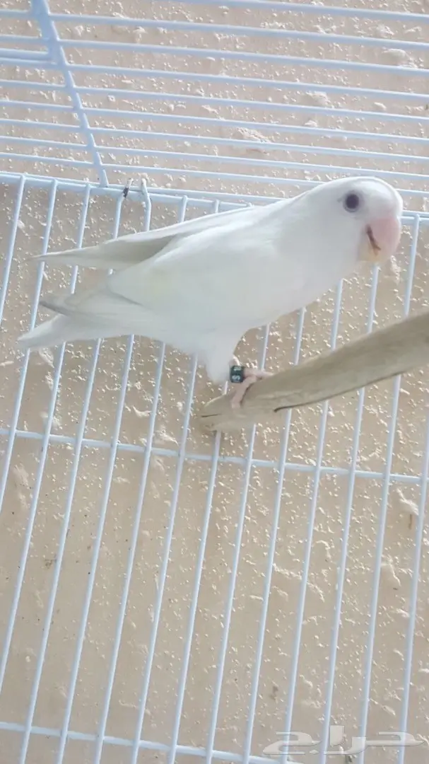 للبيع روز البينو 