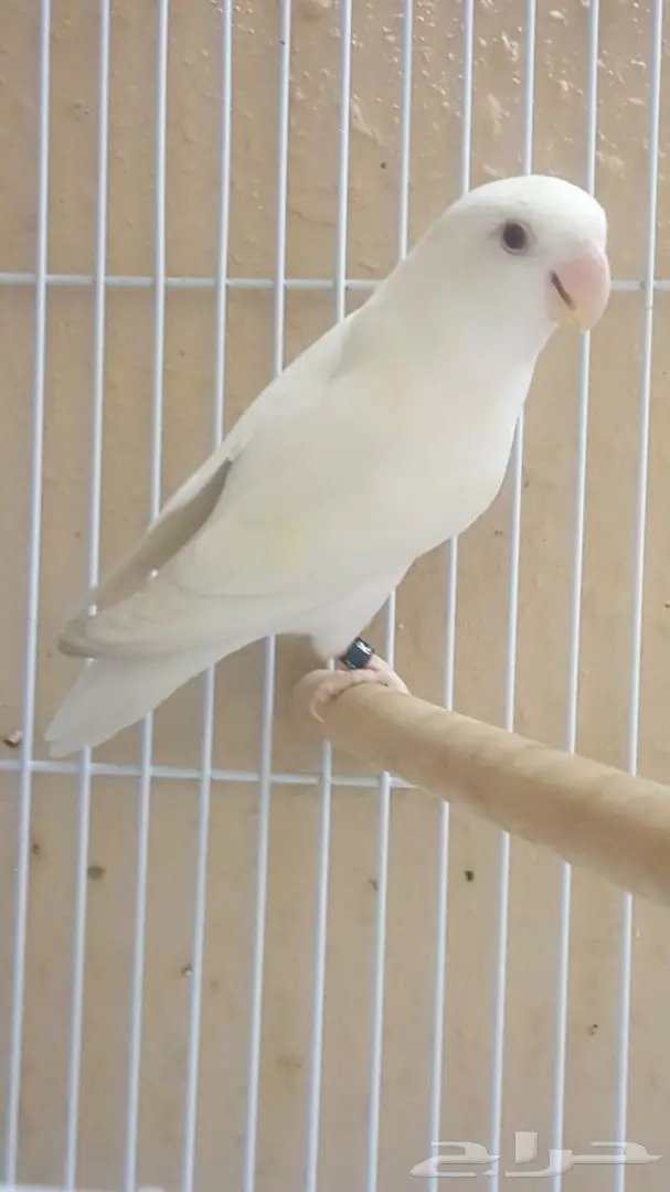 للبيع روز البينو  (image 1)