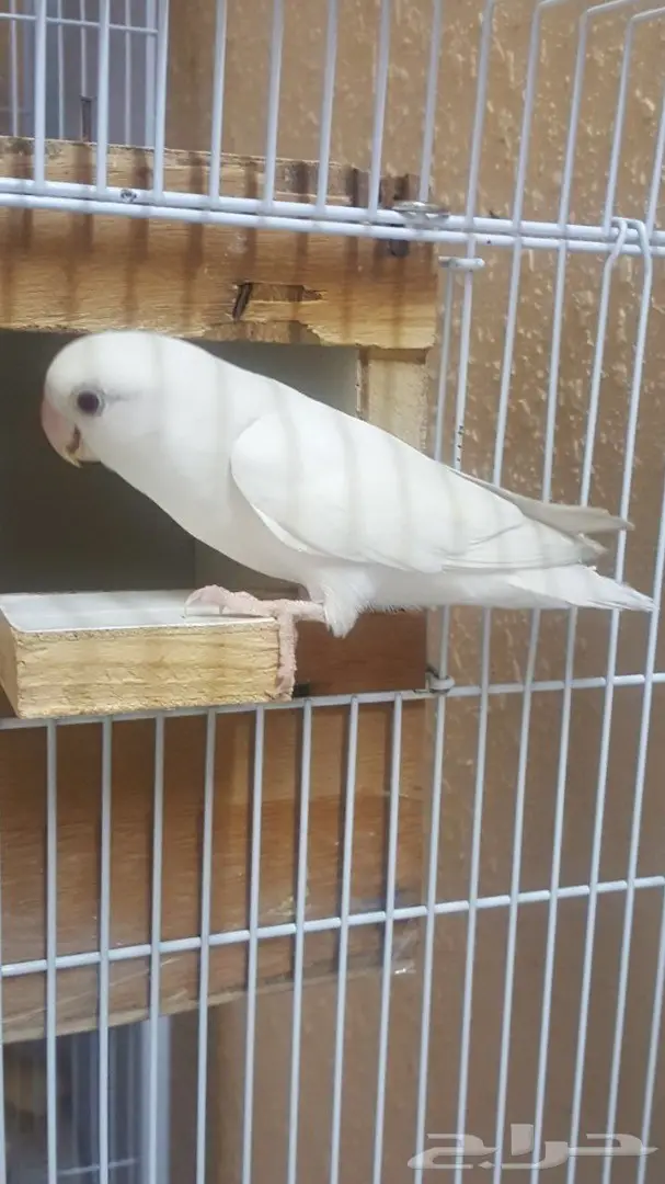 للبيع روز البينو  (image 2)