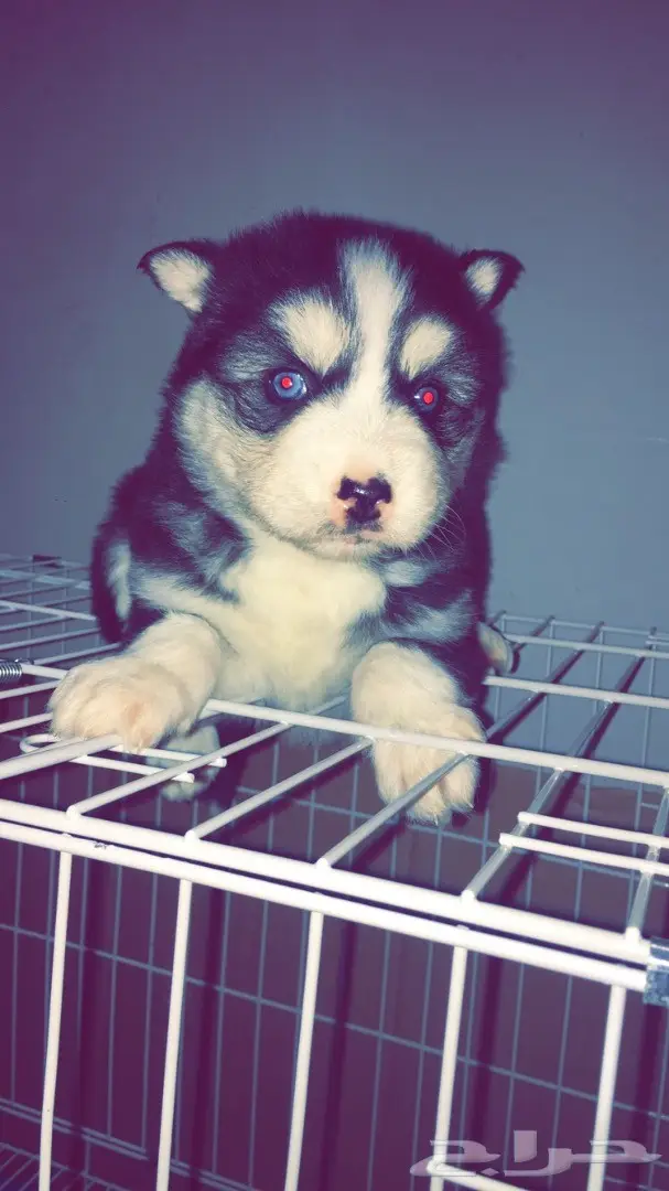 جراوي ألاسكا 