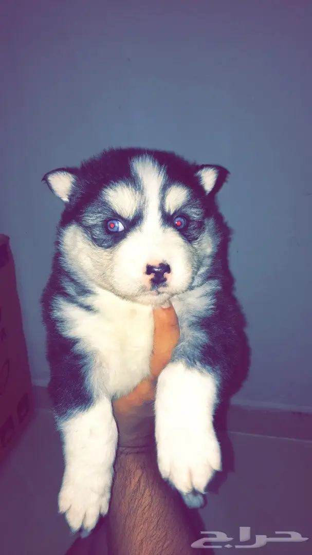 جراوي ألاسكا  (image 1)