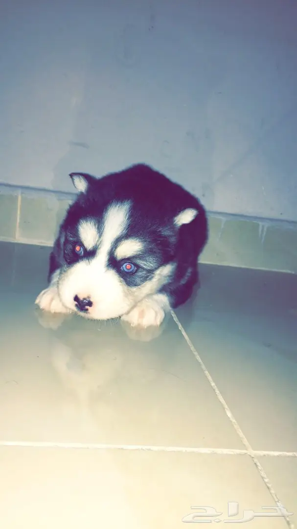 جراوي ألاسكا  (image 4)