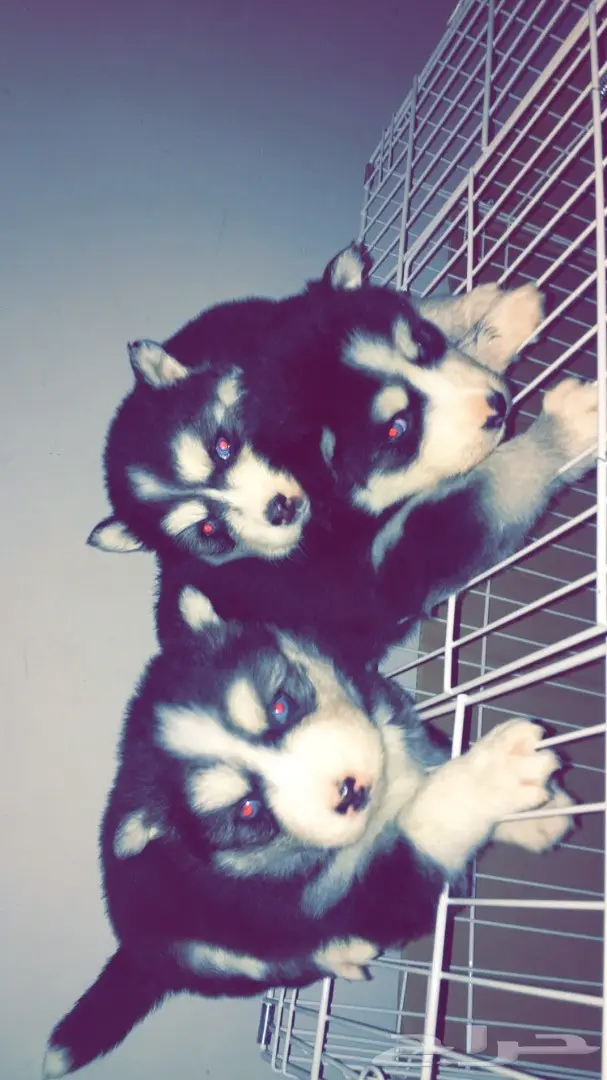 جراوي ألاسكا  (image 6)