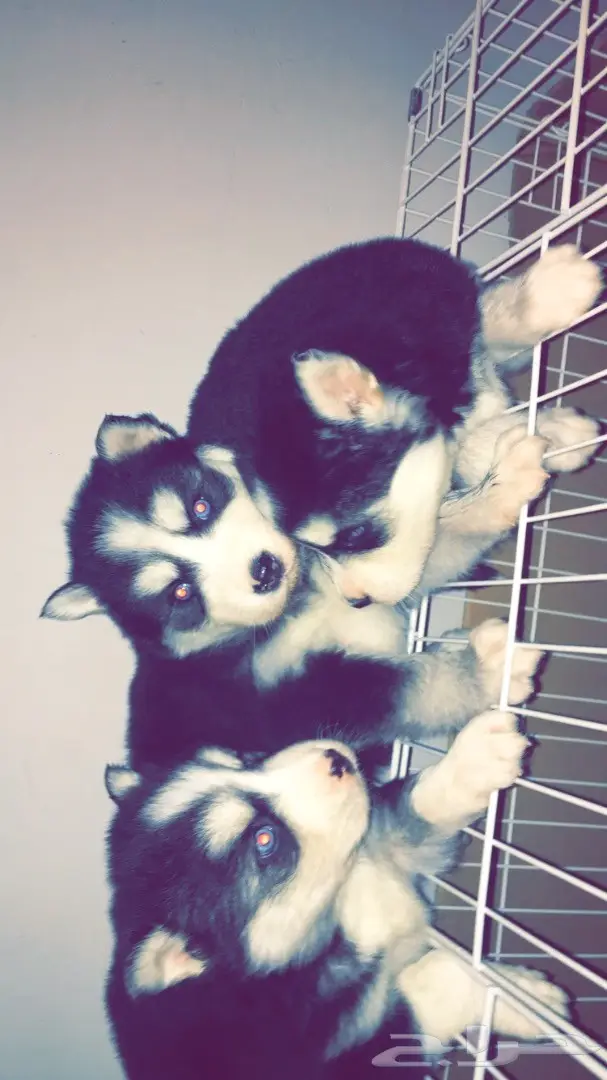 جراوي ألاسكا  (image 7)