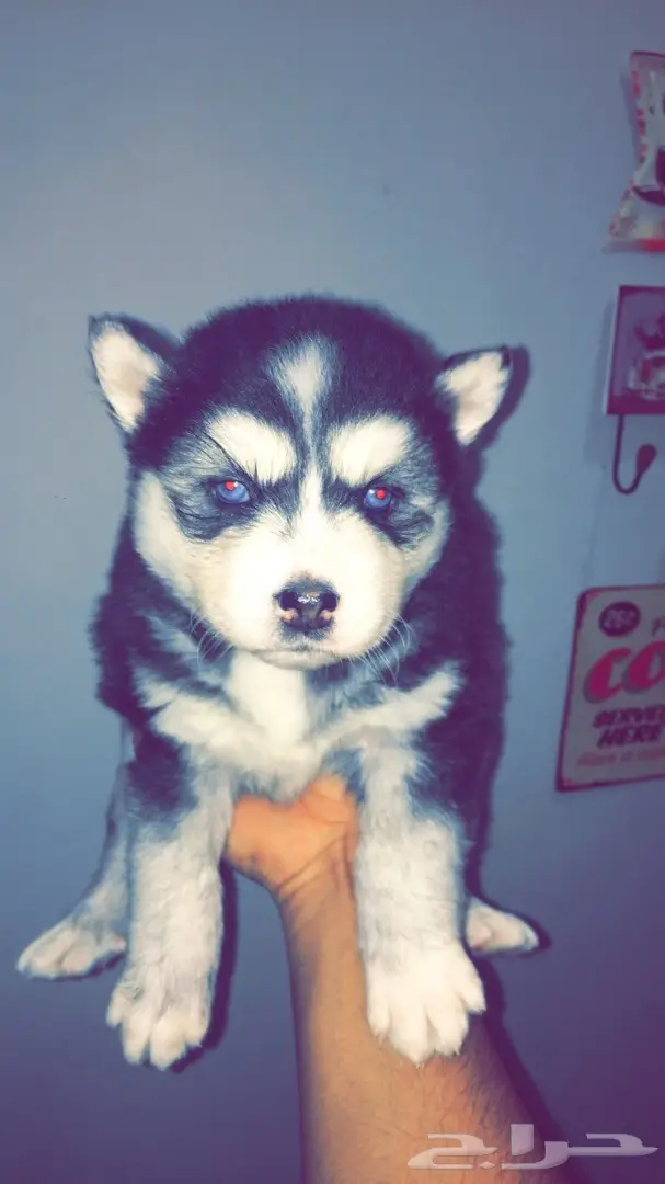 جراوي ألاسكا  (image 8)