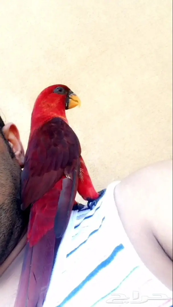 ببغاء لوري كاردينال للبيع (Image 1)