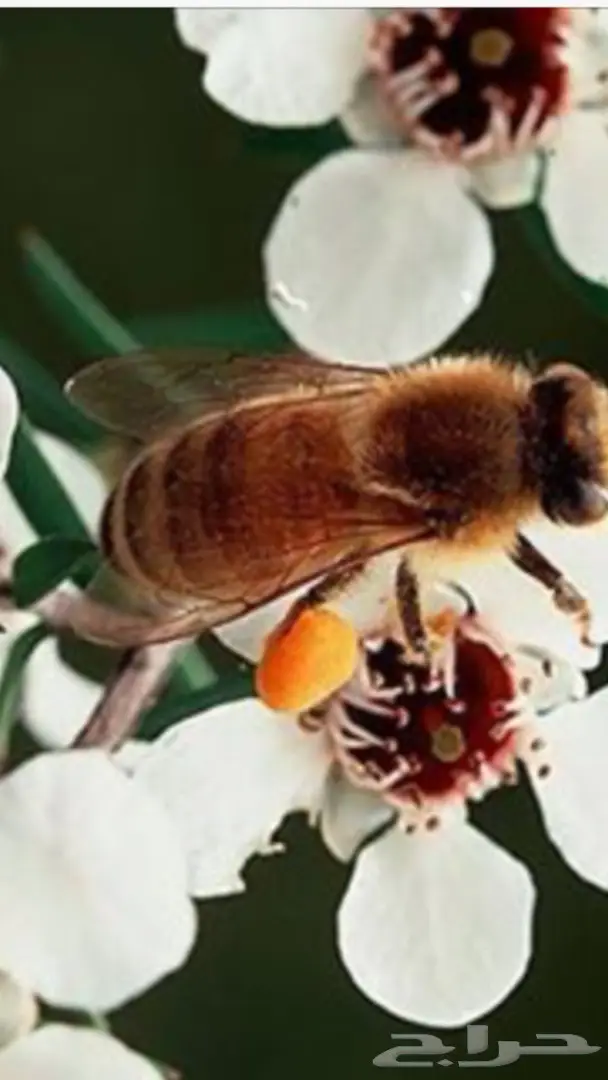 عسل زهرة المانوكا العجيب - قوة الطبيعة في خدمتك! (image 4)