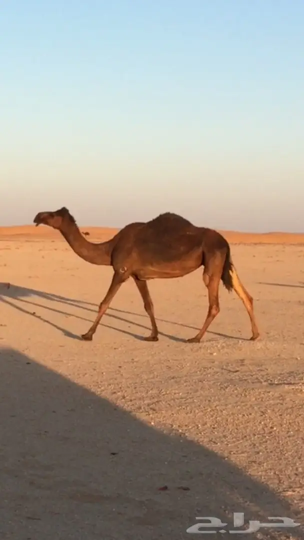 ضرايب. مجاهيم. 