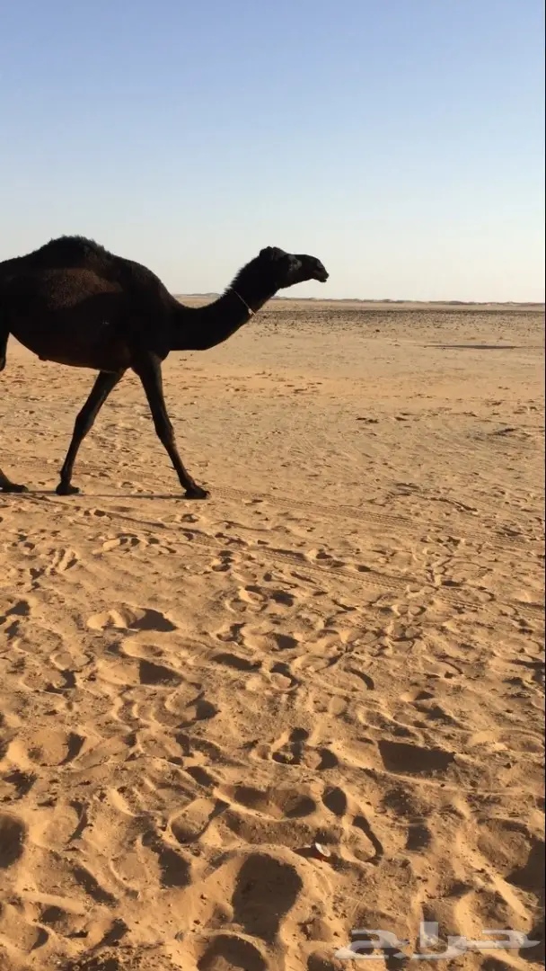 ضرايب. مجاهيم.  (image 1)