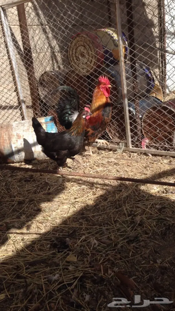 للبيع دجاجه مع فروخ .. 