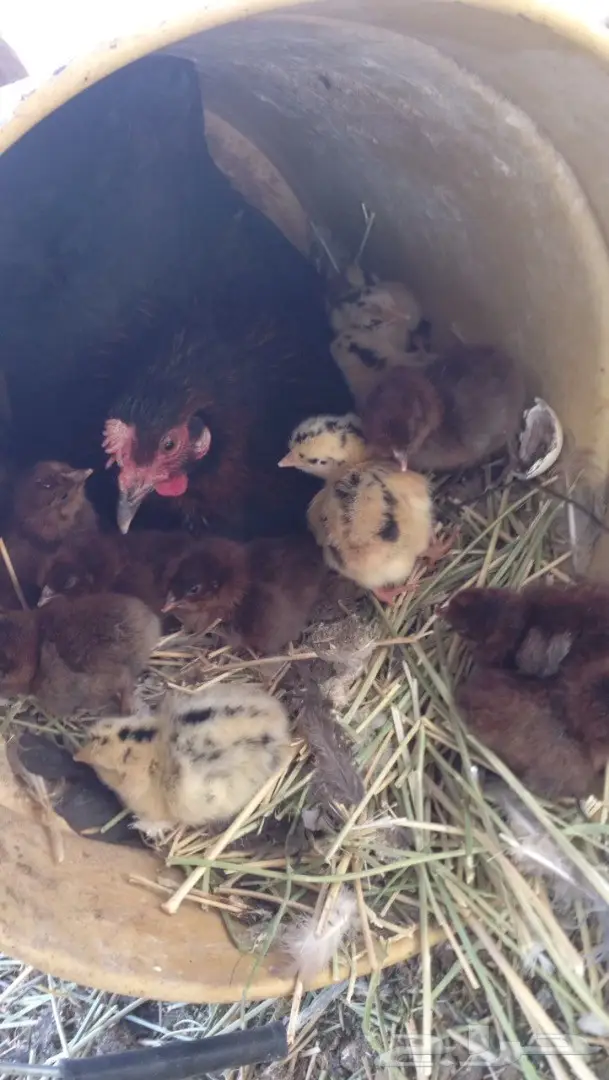 للبيع دجاجه مع فروخ ..  (image 1)