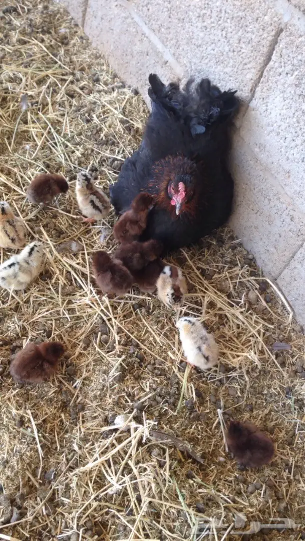 للبيع دجاجه مع فروخ ..  (image 2)