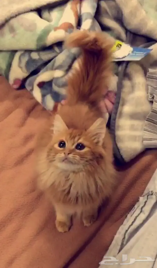 قطه شيرازيه صغيره ب 250 ريال 