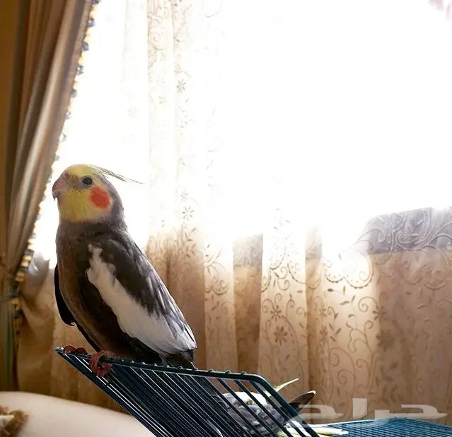 كروان ذكر  (image 1)