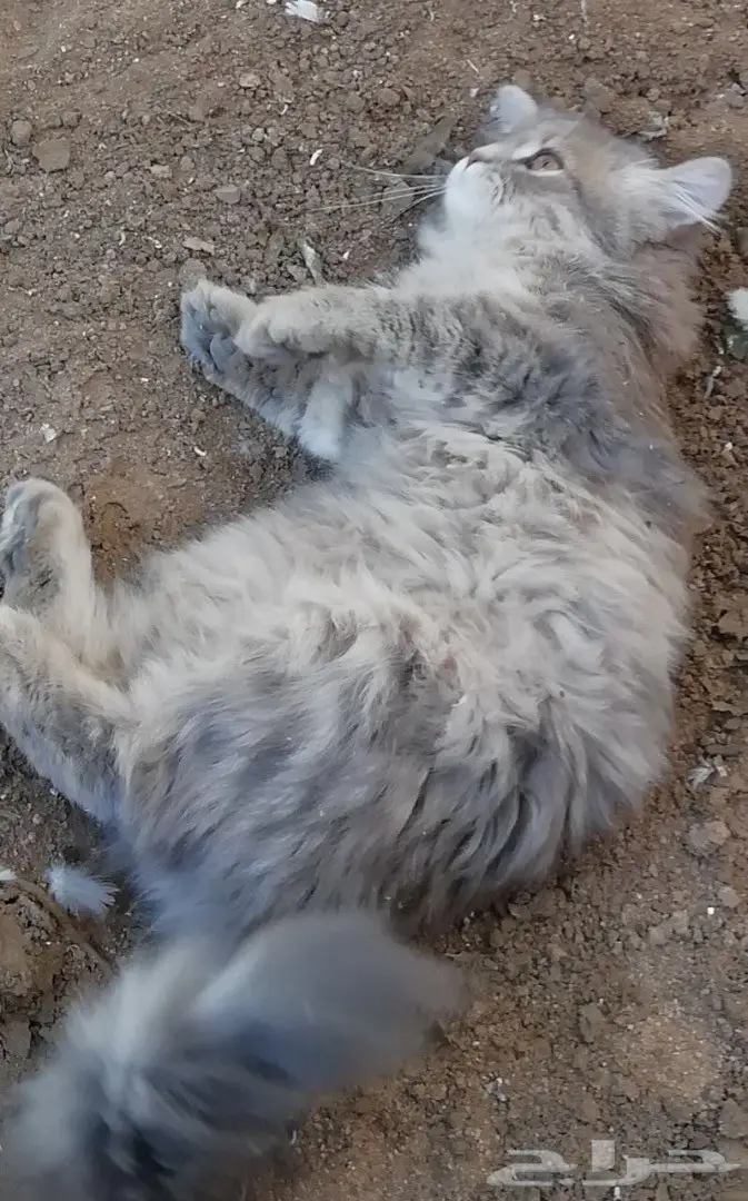 قطه ذكر وانثى للبيع  (image 11)