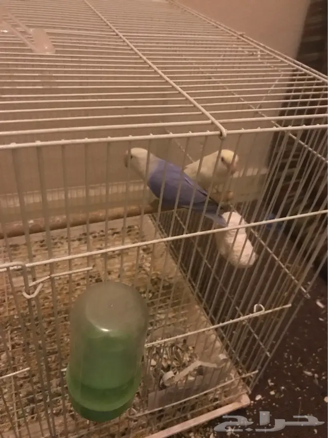 الدمام - جوز روز منتج معه 3 (image 3)