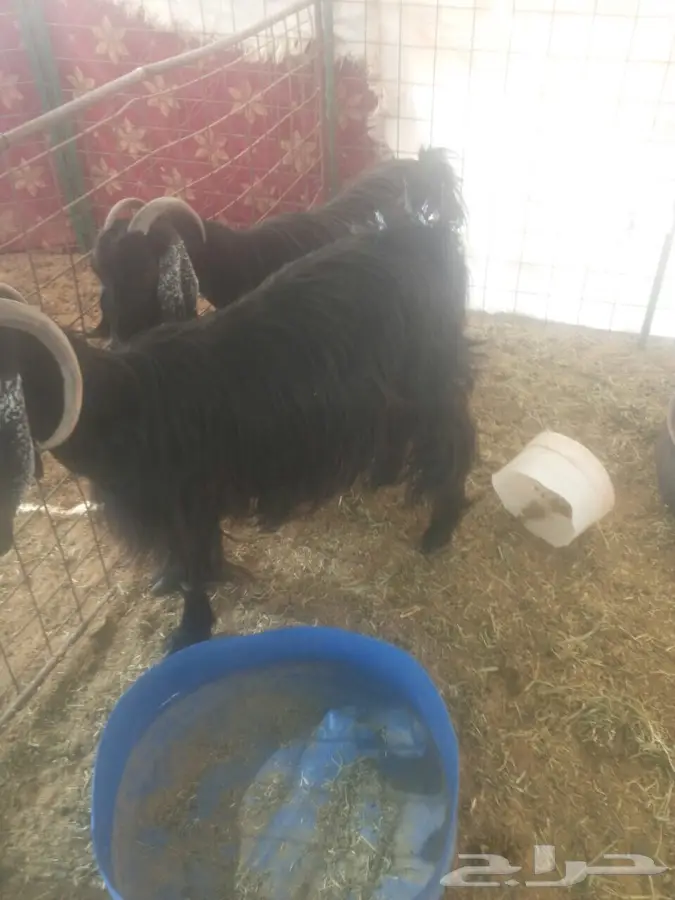 القصيم   بريده   المعارض (image 1)