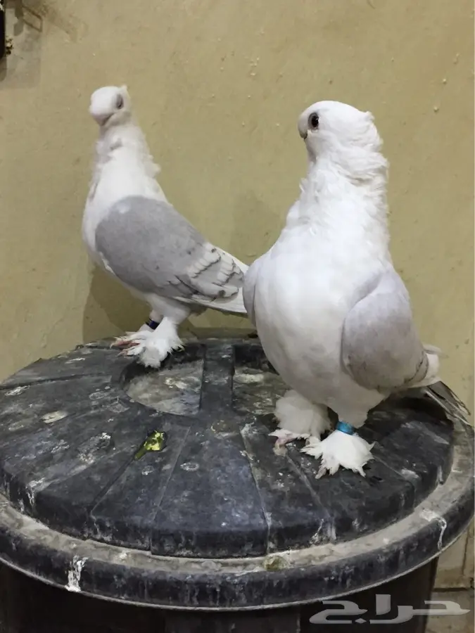 الرياض - ✨استمارة عرض طيور ✨ (image 2)