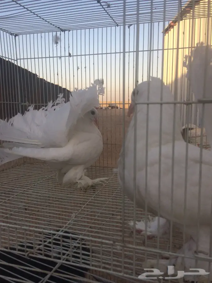 للبيع: طبه - رقاصي هولندي فريد! (image 2)