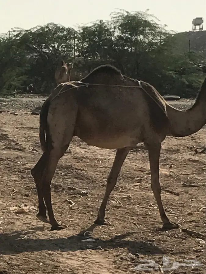 ناقه ساحليه منيحه (image 5)