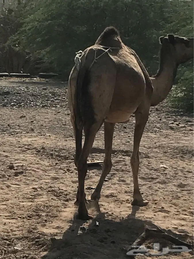 ناقه ساحليه منيحه (image 1)