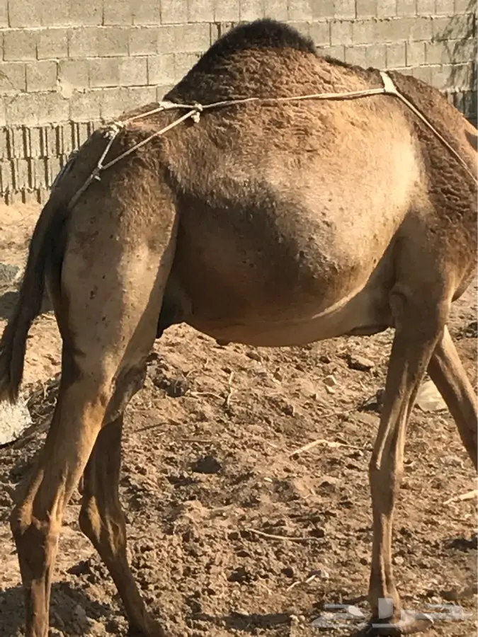 ناقه ساحليه منيحه (image 7)