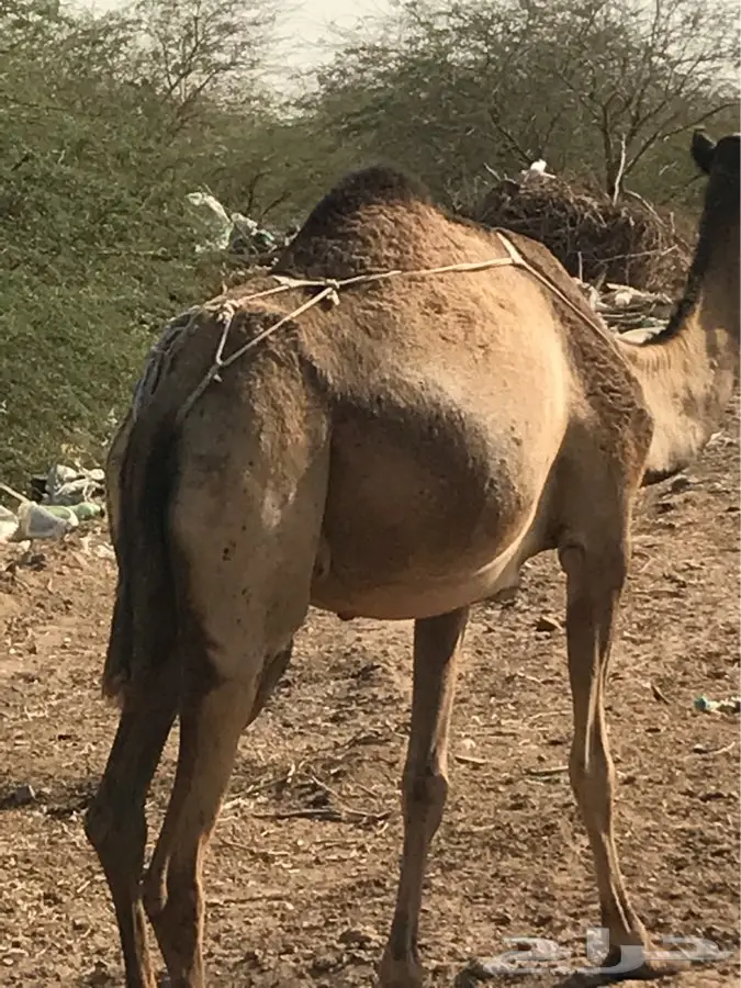 ناقه ساحليه منيحه (image 6)