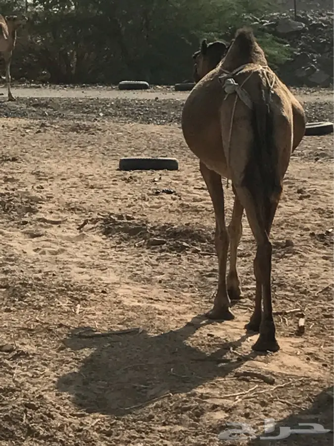 ناقه ساحليه منيحه (image 3)