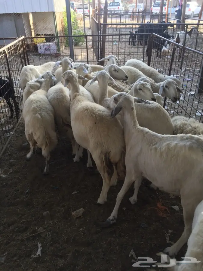 غنم أُغلى الدرجات - فرصة لا تُفوَّت! (image 4)