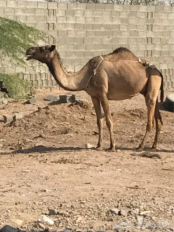 ناقه ساحليه منيحه (image 8)