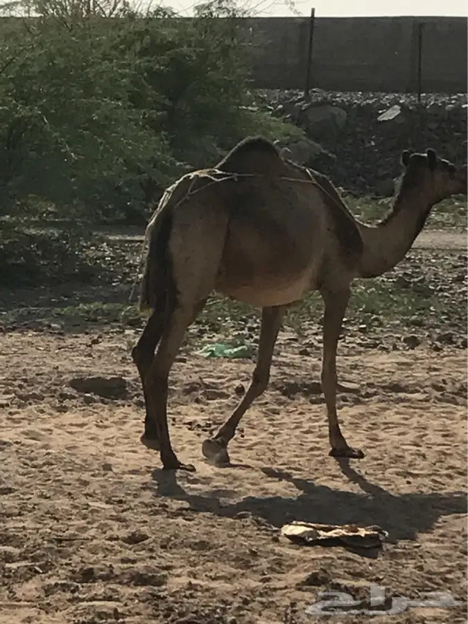 ناقه ساحليه منيحه (image 2)