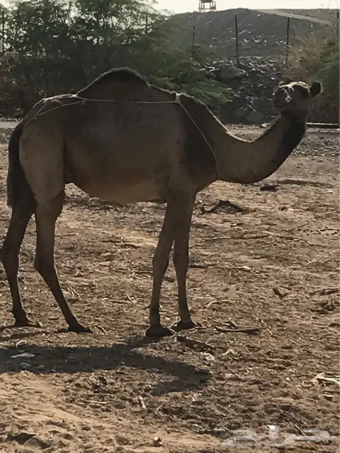 ناقه ساحليه منيحه (image 4)