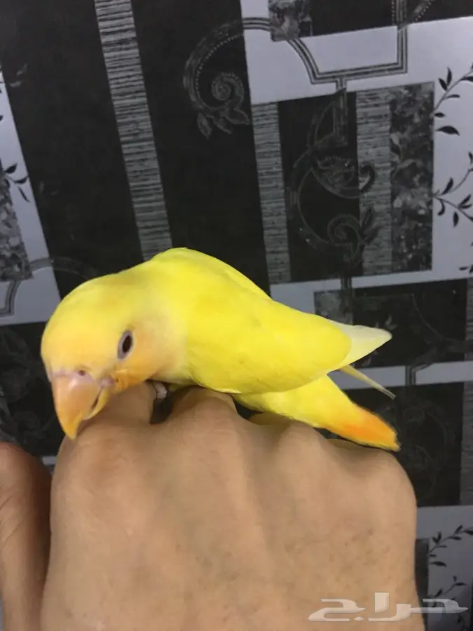 روز لاتينو عين حمرا