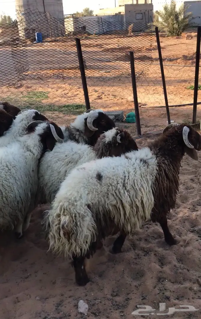 طليان نعيم جذعان (image 3)